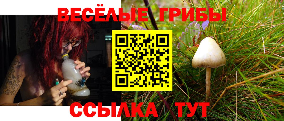 Галлюциногенные грибы Psilocybine cubensis  Вход с VPN  Каменка  Псилоцибиновые грибы GOLDEN TEACHER 